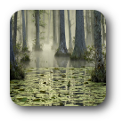 PHÖNIX Plumbum Tropfen